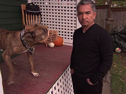 Cesar Millan