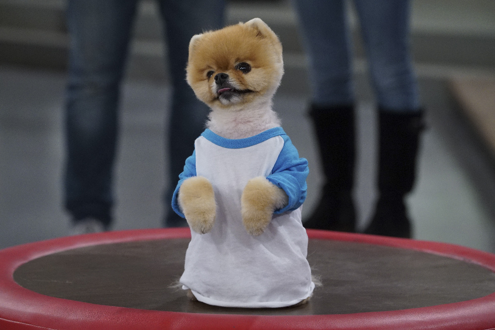 Jiffpom