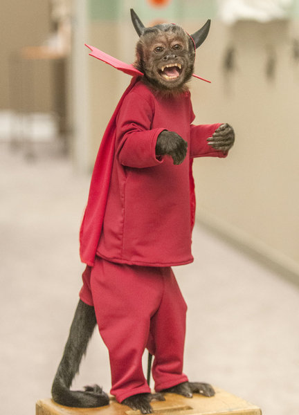 Crystal the Monkey