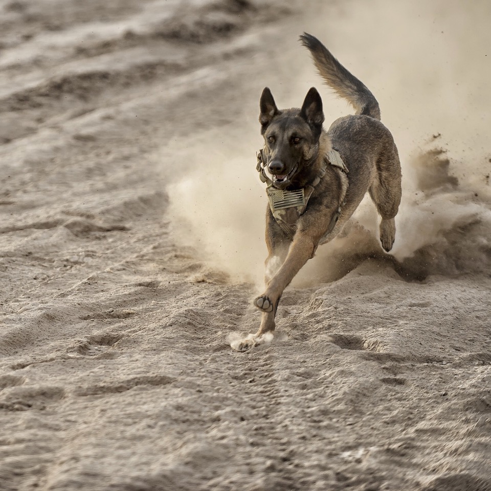 Dita The Hair Missile Dog