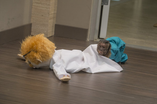 Crystal the Monkey
